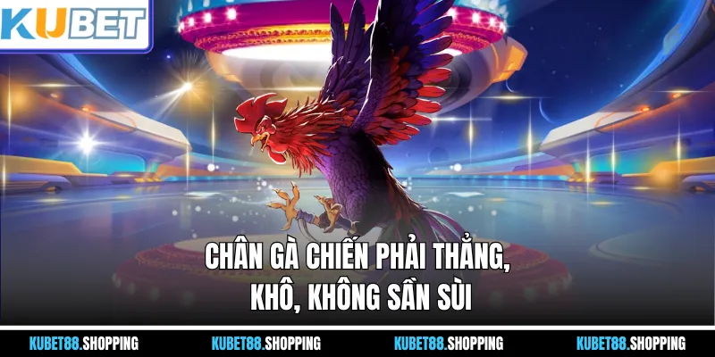 Chân gà chiến phải thẳng, khô, không sần sùi