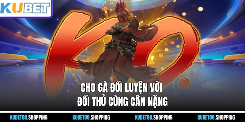 Cho gà đối luyện với đối thủ cùng cân nặng