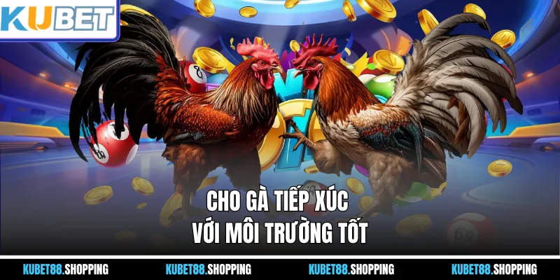 Cho gà tiếp xúc với môi trường tốt