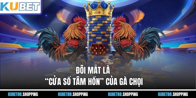 Đôi mắt là “cửa sổ tâm hồn” của gà chọi