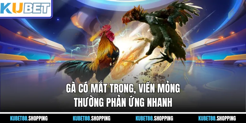Gà có mắt trong, viền mỏng thường phản ứng nhanh