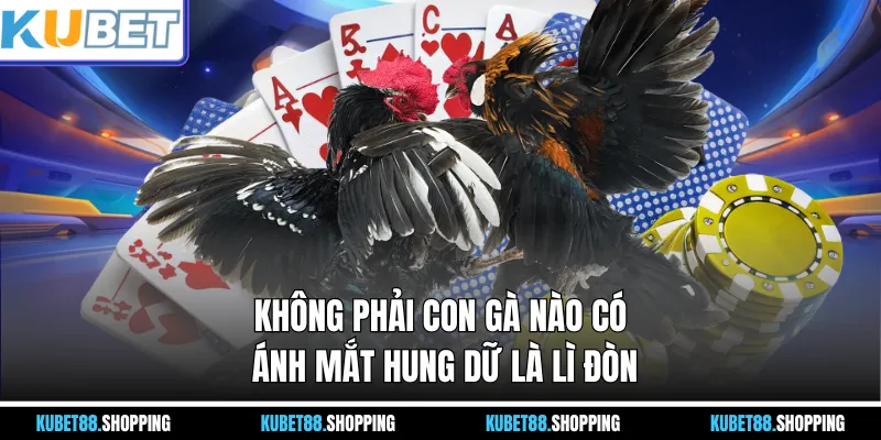 Không phải con gà nào có ánh mắt hung dữ là lì đòn